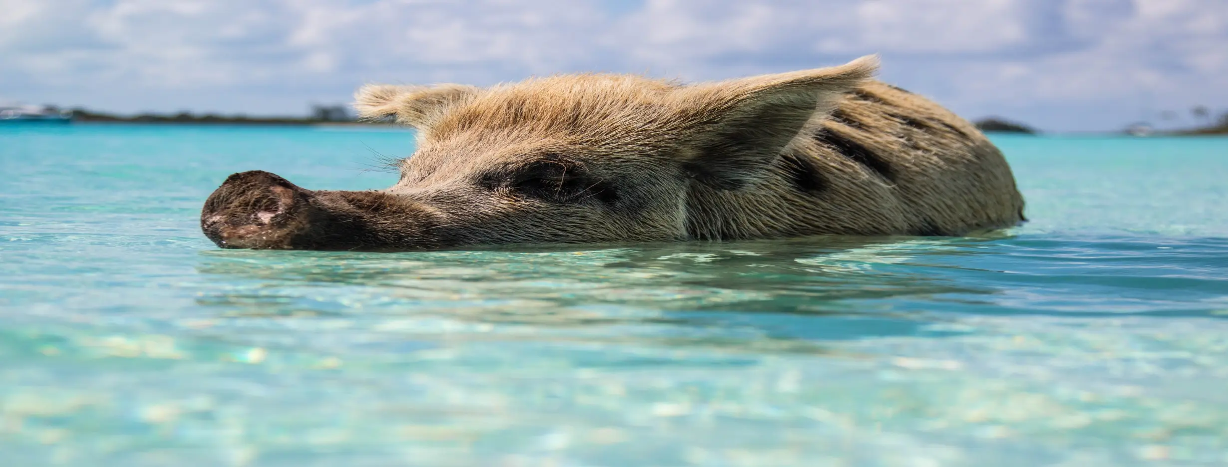Image for Swimming with Pigs